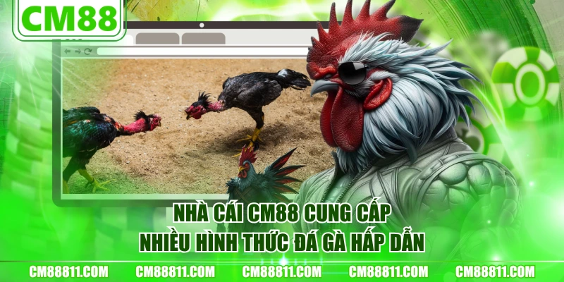 Nhà cái CM88 cung cấp nhiều hình thức đá gà hấp dẫn